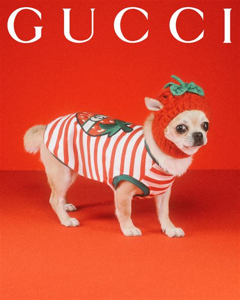 pet gucci prijs|Gucci pet accessories.